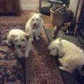 https://uk.holidog.com/ImagesPetSitters/484146F5-0D56-476D-887A-3D5781F47077_square_120.jpg I-love-animals-and-their-care-70231-0
