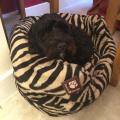 https://uk.holidog.com/ImagesPetSitters/489B2E86-3807-4CC2-959D-71B0E2A7DA60_square_120.jpg East-London-dog-lover-here-to-help-4598-2