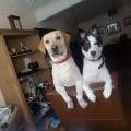https://uk.holidog.com/ImagesPetSitters/49BBF54F-63AC-4208-8FDA-33285EF87DD0_square_120.jpg Doggy-Delights-207762-0