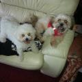 Dog-lover-73882-3