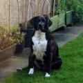 https://uk.holidog.com/ImagesPetSitters/4A784C02-AE70-4367-A00B-43DD094259C5_square_120.jpg Making-your-pets-happy-78739-0