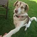 https://uk.holidog.com/ImagesPetSitters/4ACD2ACC-44E4-47E2-B024-A86BFB694959_square_120.jpg Dog-walking--198434-0