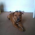 https://uk.holidog.com/ImagesPetSitters/4AE205C5-3D0B-4310-9123-62A7E749BFDA_square_120.jpg MEET-MANS-BEST-FRIEND-66147-1