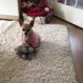 https://uk.holidog.com/ImagesPetSitters/4B83F894-C1BE-4691-A5F4-289F43265B47_square_120.jpg Sweet-home-for-your-dog-147070-0