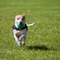 https://uk.holidog.com/ImagesPetSitters/4F52A322-480C-42C3-AAA0-4C7CD21B30B1_square_120.jpg CRAZY-FOR-DOGS-247399-1
