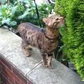 A-second-home-for-your-fur-babies--49735-0