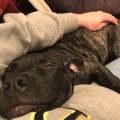 https://uk.holidog.com/ImagesPetSitters/4FB14DCA-C258-4D8A-840E-E0DDA5B62FF4_square_120.jpg The-Best-Care-For-Your-Best-Friends-169178-1