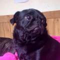 https://uk.holidog.com/ImagesPetSitters/4FFB2DA8-4A3C-4185-A8B4-9E6259E7753F_square_120.jpg Dog-Heaven!-66591-3