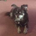 Furbabies-Pet-Daycare---222737-1