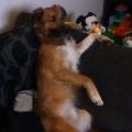 https://uk.holidog.com/ImagesPetSitters/513F0946-76B9-4159-AF5F-1B428B495FD4_square_120.jpg 56570-0