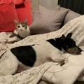 https://uk.holidog.com/ImagesPetSitters/51831ABA-3C5F-4943-A428-89EF390C97BF_square_120.jpg Loving-pet-sitting-in-your-home-607319-2