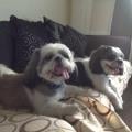 Home-from-home-dog-boarding-78053-0