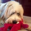 https://uk.holidog.com/ImagesPetSitters/51E5452D-A3C1-496C-B5B7-35C4749F334D_square_120.jpg A-warm,-loving-home-for-your-pets-243880-0