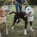 https://uk.holidog.com/ImagesPetSitters/51FD5787-EB89-455A-B41B-69A67B8C36BA_square_120.jpg Loving-care-when-you're-not-there.-613242-0