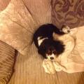 https://uk.holidog.com/ImagesPetSitters/52301D42-E725-480F-BD54-F93E0ECF81F8_square_120.jpg pet-sitting-service-65057-1