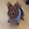 Love-love-love-all-dogs-100987-3