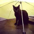 https://uk.holidog.com/ImagesPetSitters/5349A312-151B-4E7F-805E-EAF84F996972_square_120.jpg Dogs-and-cats-person-238694-1