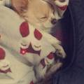 https://uk.holidog.com/ImagesPetSitters/53D757FF-7FD4-424E-9997-5744875C334D_square_120.jpg Animal-lover!-175037-0