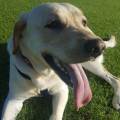 https://uk.holidog.com/ImagesPetSitters/54F317AC-AE8A-4204-B166-1704FF4CE53E_square_120.jpg Doggy-Delights-207762-1