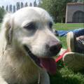 https://uk.holidog.com/ImagesPetSitters/55356C32-EDE9-405B-80F8-B8986AF47642_square_120.jpg Doggy-Heaven-116109-3