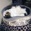 A-genuine-pet-lover--214543-2