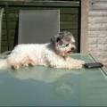https://uk.holidog.com/ImagesPetSitters/55A4471C-96B4-44C2-8537-EA10A5EA51A5_square_120.jpg Doggy-Heaven-at-My-Home-266519-2