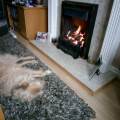 https://uk.holidog.com/ImagesPetSitters/55B0BAAC-74B9-4392-A643-AE7D402E570B_square_120.jpg Pawfect-hotel-&-wonderful-walkies-218717-1