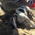 https://uk.holidog.com/ImagesPetSitters/570F30B3-EC53-41EC-93E1-D48DEEF26CFB_square_120.jpg Love-for-pets-117624-2