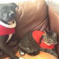 https://uk.holidog.com/ImagesPetSitters/576841CD-37CE-4665-8142-D0FFB8FDE3B8_square_120.jpg Pet-lover-54419-0