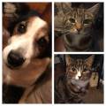 https://uk.holidog.com/ImagesPetSitters/578EABD3-F9AF-490D-BCF2-A08665C6D092_square_120.jpg Walkies-for-the-waggling-tails--239138-0