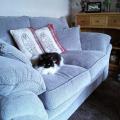 Jane's-pet-care-service's-39935-1
