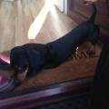 https://uk.holidog.com/ImagesPetSitters/5A3AD481-2FD0-4EAC-B563-17B0F18978A1_square_120.jpg Superwalks-66689-2