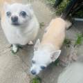 Happy-dog-happy-family!-623133-1