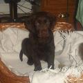 https://uk.holidog.com/ImagesPetSitters/5AE020CF-24E8-45AE-91D6-C5B354B400E4_square_120.jpg Animal-Lover-77254-3