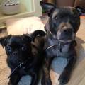 https://uk.holidog.com/ImagesPetSitters/5BFFF75A-737F-4A26-87F6-94C5E6C54CA1_square_120.jpg Dog-Heaven!-66591-2