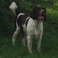 I-love-dogs-124546-2