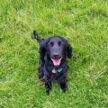 https://uk.holidog.com/ImagesPetSitters/5CF958FD-6162-4714-94A1-42C1CA583FA8_square_120.jpg Dog-Walking,-Sitting-Wakefield-area-14947-1
