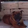 https://uk.holidog.com/ImagesPetSitters/5DDC4DE8-1901-4C46-9EB7-68E6A39DC453_square_120.jpg Happy-Trails--207169-3
