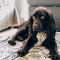 Reliable-Dog-Sitting-in-Winchester-214766-0