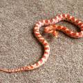 PetPalz:-Your-Pet's-Family-Friend!-600810-2