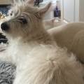 https://uk.holidog.com/ImagesPetSitters/6367DD1E-270C-4F3C-A2B7-8BF8317B1CC7_square_120.jpg Petsitter--192248-2