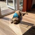 https://uk.holidog.com/ImagesPetSitters/63BE9622-BC71-4BDF-B579-5C987563CFE3_square_120.jpg Doggy-Everything-:)--602407-0