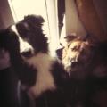 https://uk.holidog.com/ImagesPetSitters/6469E52F-8A66-4A36-B16E-F41693BC368A_square_120.jpg 56570-1