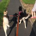 https://uk.holidog.com/ImagesPetSitters/6476C350-912C-4189-A6E8-39D8FEE56318_square_120.jpg Going-Walking-84936-3