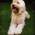https://uk.holidog.com/ImagesPetSitters/64A3338D-EE02-49E9-BB52-875E78DA2C20_square_120.jpg Wonderful-Walkies-91202-2
