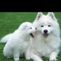 https://uk.holidog.com/ImagesPetSitters/64E1591F-91AC-4933-AB00-2FC6FF28AC14_square_120.jpg I-love-animals--67483-3