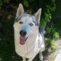 https://uk.holidog.com/ImagesPetSitters/6509BCE6-E757-4C06-A4A2-35C83E405D9E_square_120.jpg Dogs-are--awesome!-67904-2