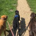 https://uk.holidog.com/ImagesPetSitters/65ABAF1E-DCB8-428B-AFDB-EC42A8941267_square_120.jpg Walkies-300020-0