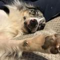 petsitter stranger