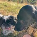 https://uk.holidog.com/ImagesPetSitters/677A93AF-BF07-4563-9CA4-E684B182F73C_square_120.jpg Perfect-riverside-location-for-dogs-626051-1